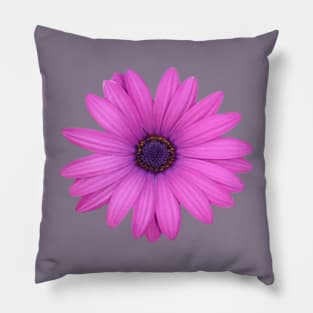 Pink Petals African Daisy Isolated Pillow