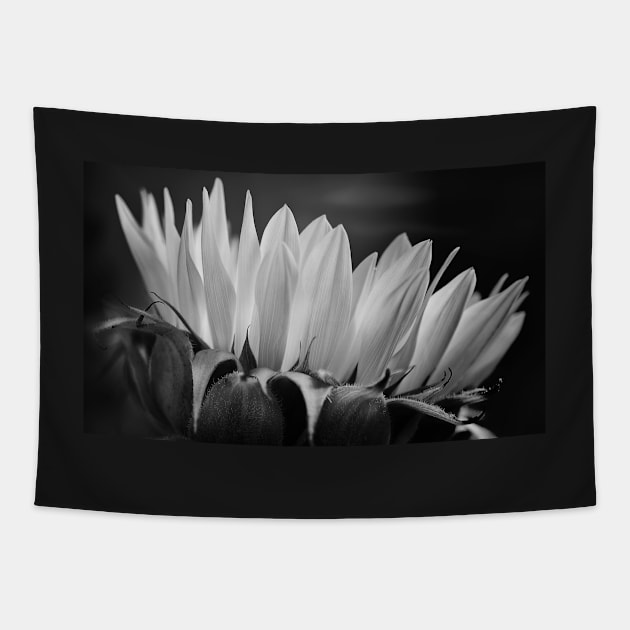 Sunflower in Black & White Tapestry by mariola5