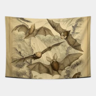 Bat 5 Flight Vintage Wildlife Illustration Tapestry