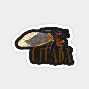 Cicada Magnet