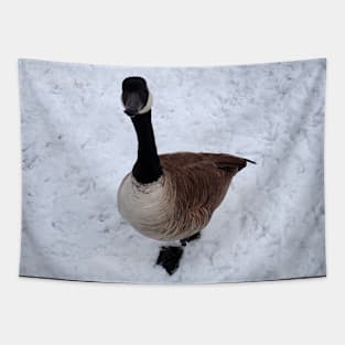 Cute Canada Goose Starring At The Camera In The Winter Tapestry