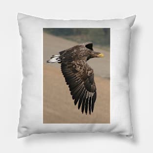 White tailed Eagle Pillow