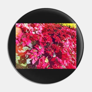 Poinsettia Pin