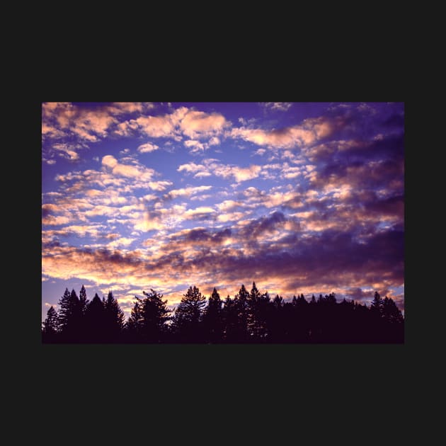 Sunset clouds and redwood trees by blossomcophoto