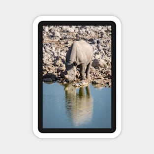 White Rhino Drinking, Etosha Magnet