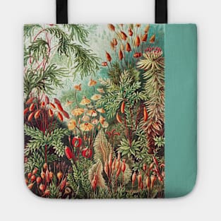 Fern -  Ernst Haeckel. Tote