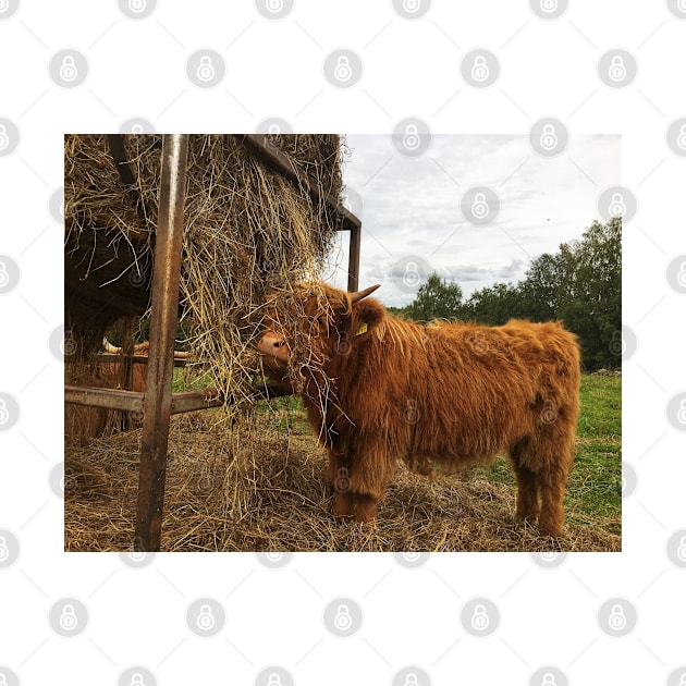 Scottish Highland Cattle Calf 1823 by SaarelaHighland