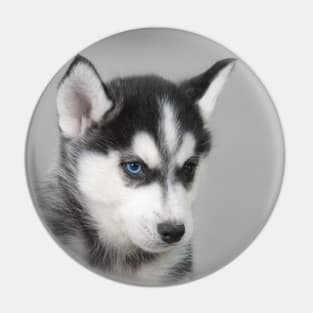 Husky puppy Pin