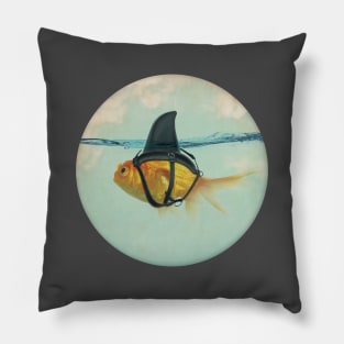 Goldfish with a Shark Fin Pillow