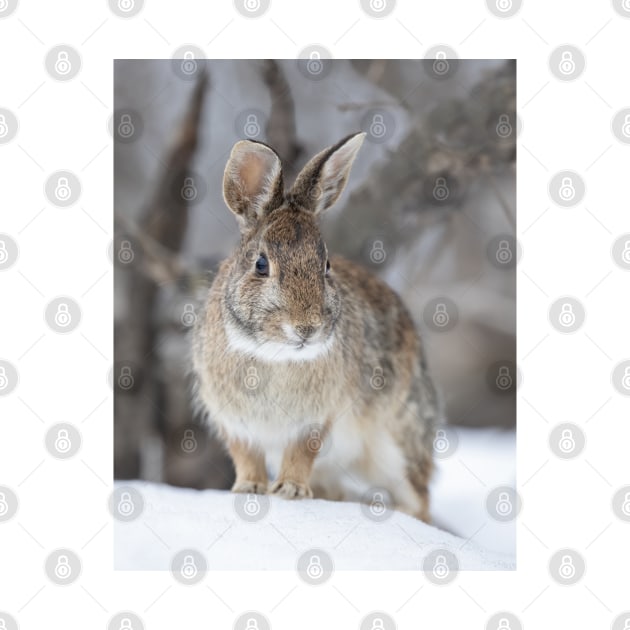 Eastern Cottontail by Jim Cumming