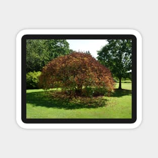 Brown tree among the greens Magnet