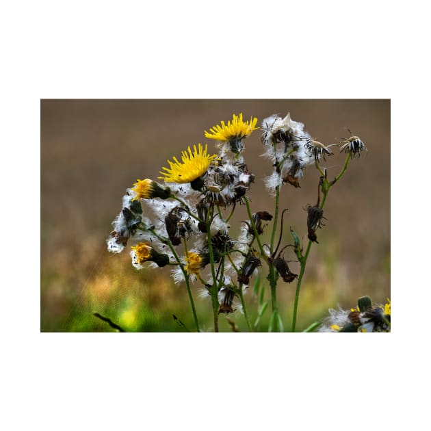 Dandelion  life cycle by Violaman