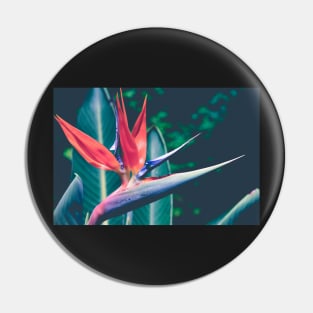 Bird of Paradise Pin