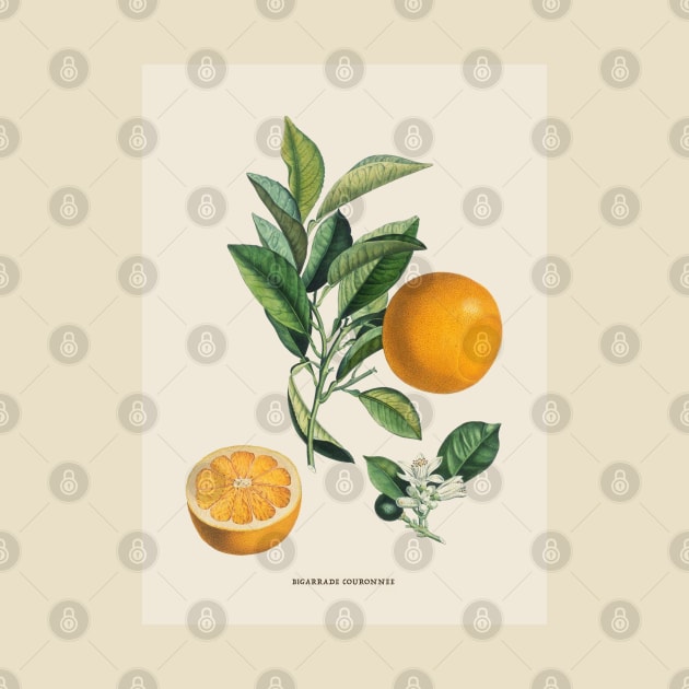 Orange Antique Botanical Illustration by Antiquated Art