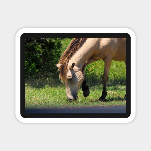 Buckskin Colored Assateague Pony Magnet by Swartwout