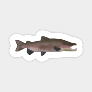 Atlantic Salmon -  Spawn Phase Magnet