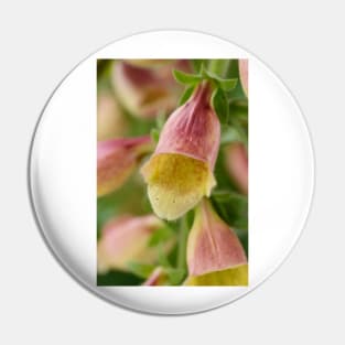 Digitalis  &#39;Polkadot Pandora&#39;  Foxglove Pin