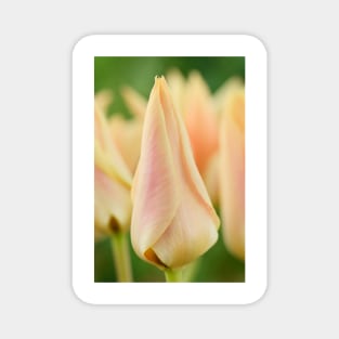 Tulipa  &#39;Fur Elise&#39;  Tulip  Greigii Group Magnet