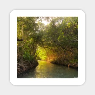 la perguera puerto rico mangrove wetland landscape photograph ecopop art Magnet