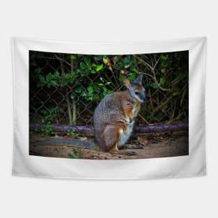 Red Necked Wallaby Tapestry