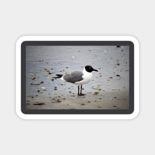 Laughing Gull At The Beach Magnet