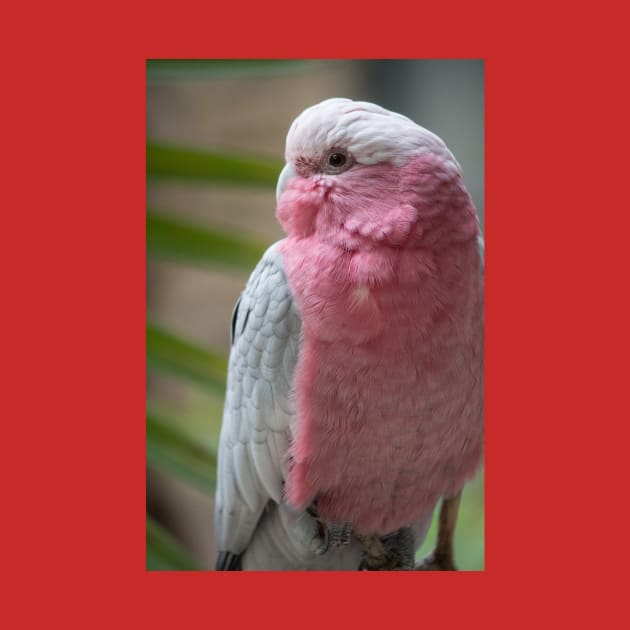 Galah by Jacquelie