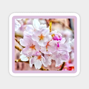 Delicate Washington Cherry Blossoms Macro - Watercolor Effect Magnet