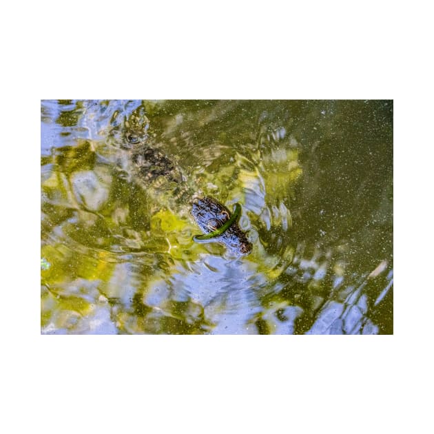 Wild Baby Alligator 2 by KensLensDesigns