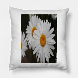 Daisies Photo Pillow