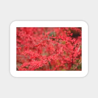 Close-up of red barberry in autumn Magnet