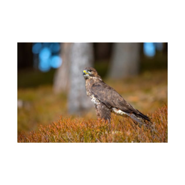 Common Buzzard by Femaleform