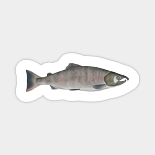 Masu Salmon - Spawning Stage Magnet