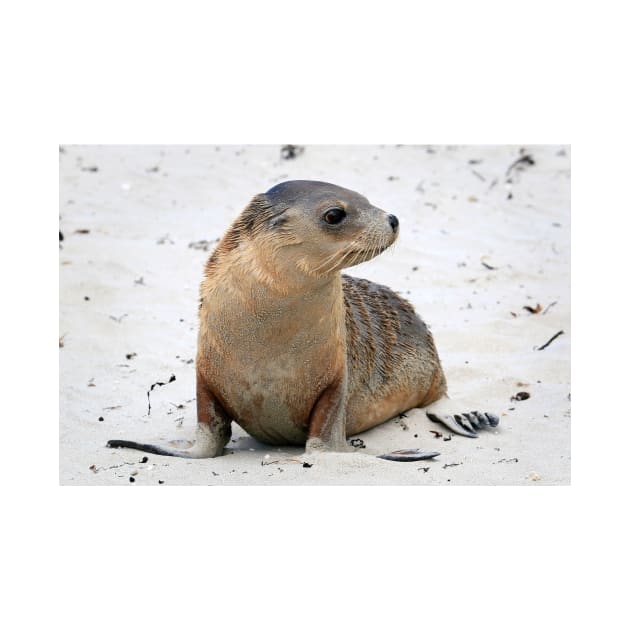 Seal pup on the beach on Kangaroo Island in South Australia by Geoff79