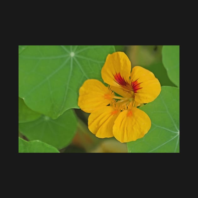 Nasturtium by EileenMcVey