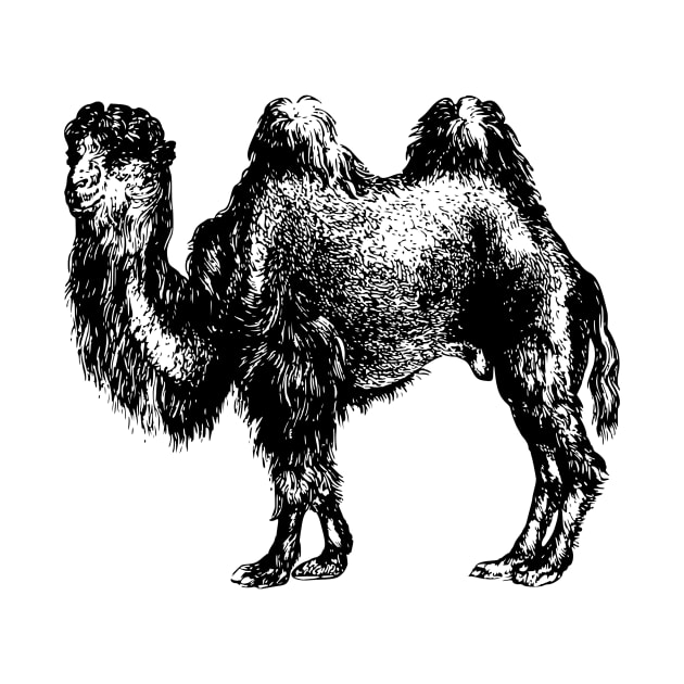 Camel by linesdesigns