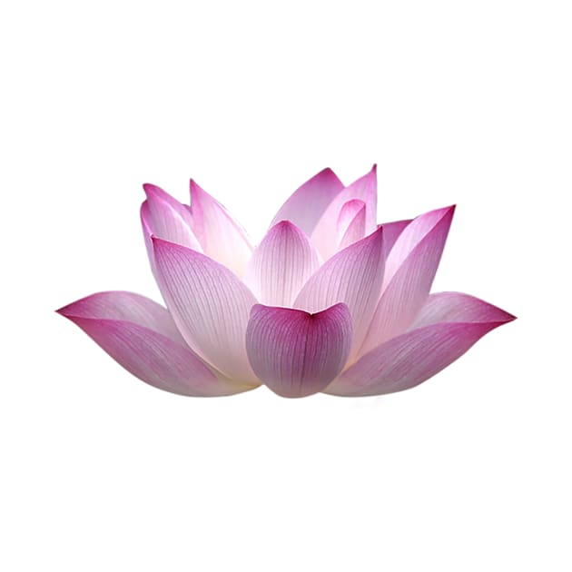 LOTUS by Biotree