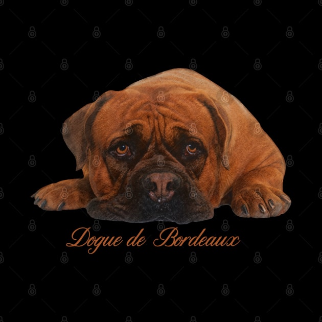 Dogue de Bordeaux by Nartissima