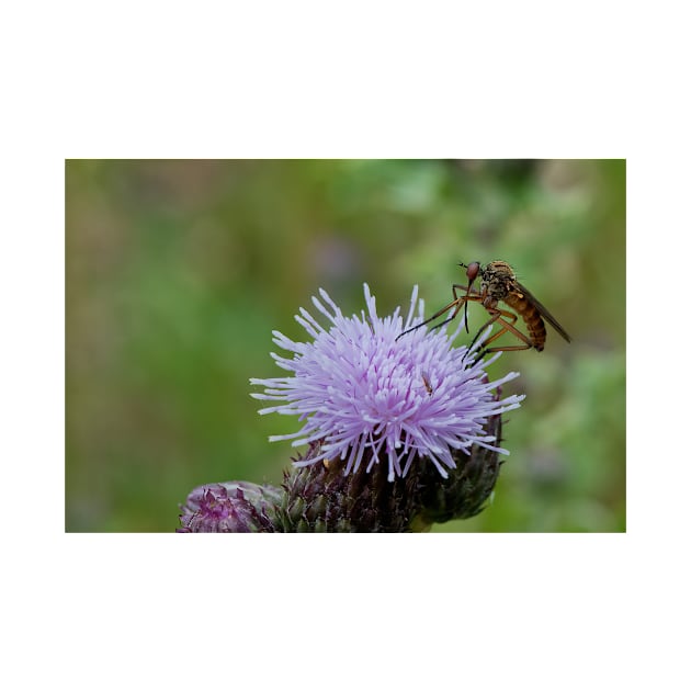 Dance Fly on Thistle Flower by Violaman