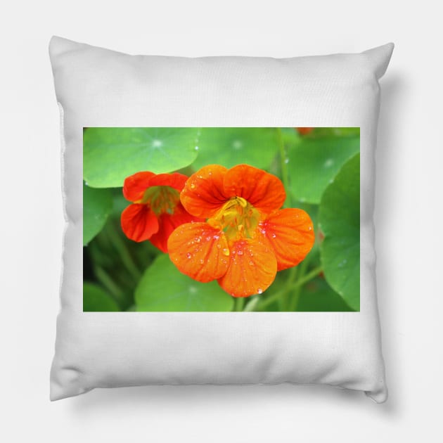 Nasturtium Flowers Pillow by pinkal