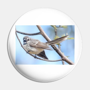 Grey Fantail 01 Pin