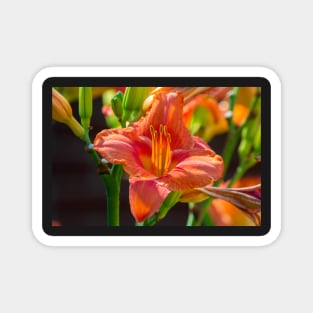 Regent Square Day Lily 2019 Magnet