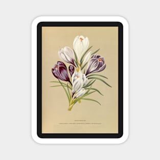 Crocus - botanical illustration Magnet