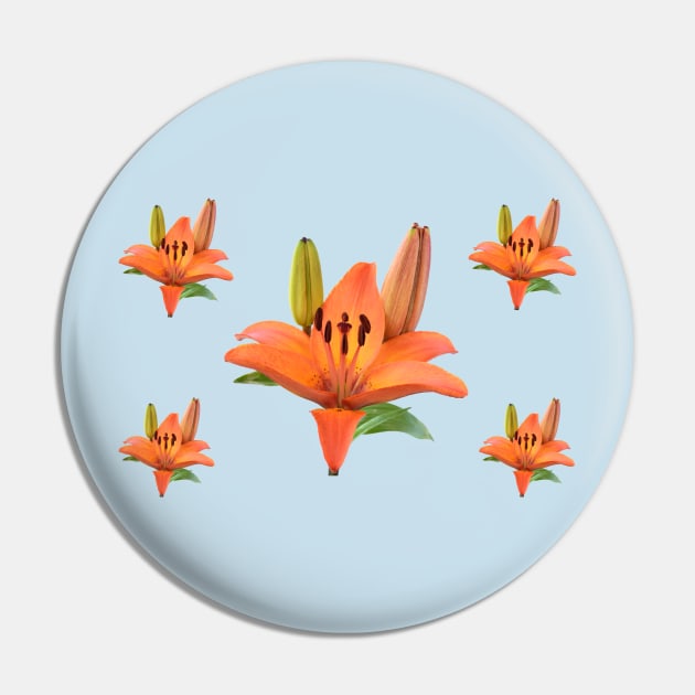 Lilium  &#39;Orange Pixie&#39;  Dwarf Asiatic lily Pin by chrisburrows