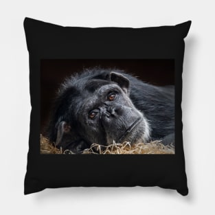 Portrait of a Chimpanzee Pillow