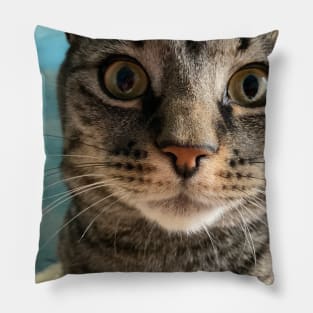 Close Up Kitty Pillow