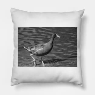 black and white Common gallinule Pillow