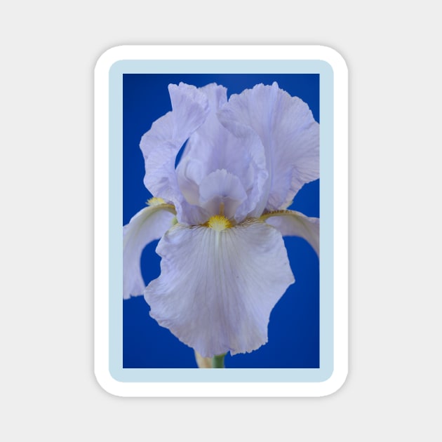 Bearded iris Magnet by chrisburrows