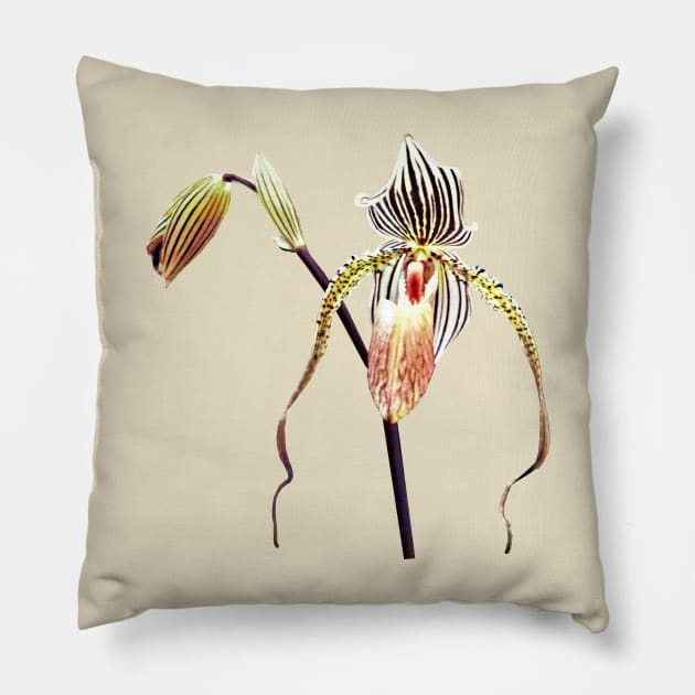 Orchid - Paph Taiwan Pillow by SusanSavad