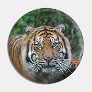 Sumatran Tiger Pin