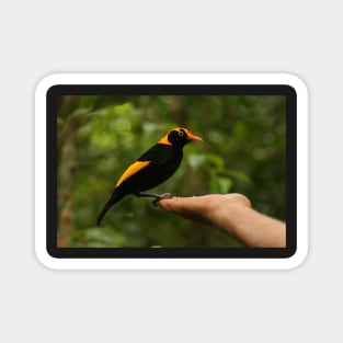 A Regent Bowerbird in the hand is worth two or more photos Magnet